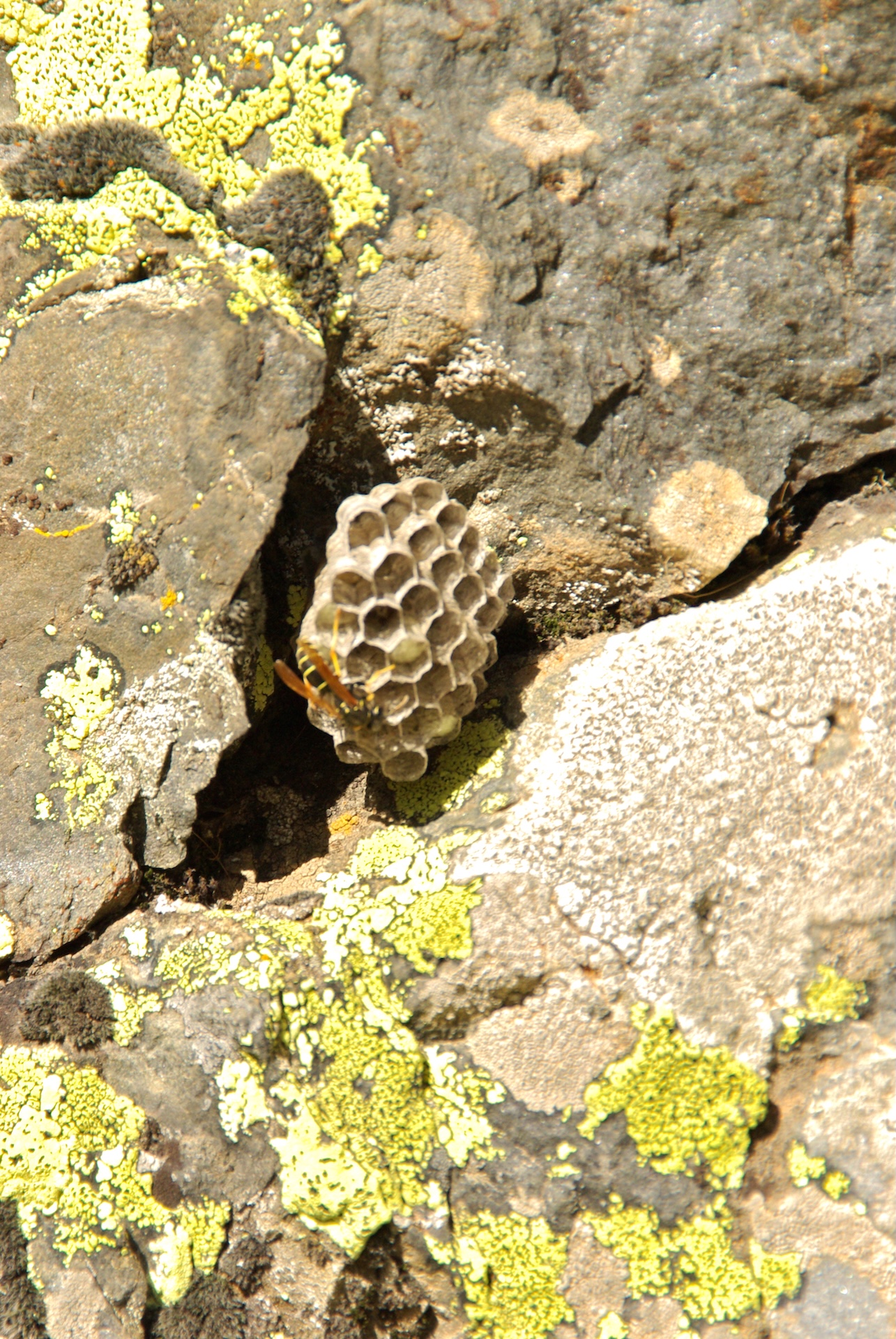 Lichen Nature Vert - Photo gratuite sur